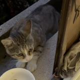 Picture of cat found at Blanc Mesnil