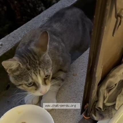 Photo 1/1 Found cat Found in Blanc mesnil