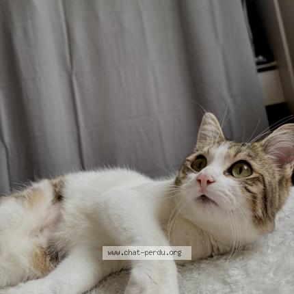 Photo 1/1 Vaya Chat lost in Niort