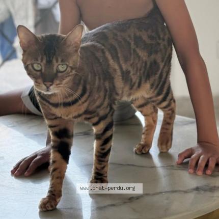 Photo 1/2 Mani Chat lost in Reignier