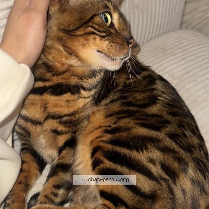 Photo 2/2 Mani Chat lost in Reignier