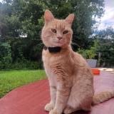 Picture of cat lost at Ornex