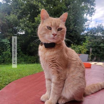 Photo 1/1 Ratchka Chat lost in Ornex