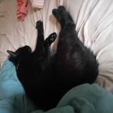 Picture of cat lost at Donnezac