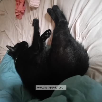 Photo 1/1 Racaille Chat lost in Donnezac