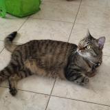 Picture of cat lost at La Rochelle