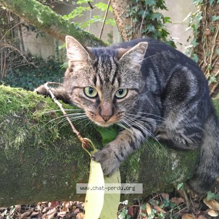 Photo 1/1 Gatou Chat lost in Ervillers