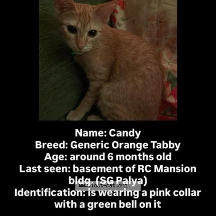 Photo 1/1 Candy Chat lost in Bengaluru