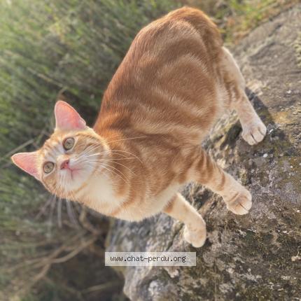 Photo 1/1 Youyou Chat lost in Hadol