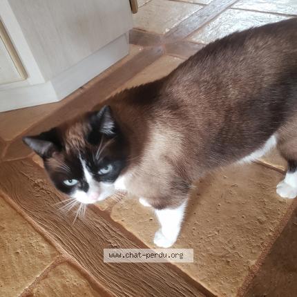 Photo 1/1 POPPY Chat lost in Corveissiat