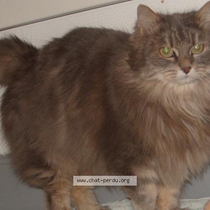 Photo 1/1 LOUNA Chat lost in Vannes