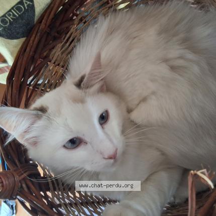 Photo 1/1 Nell Chat lost in Nibelle