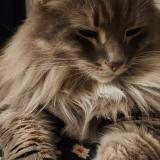 Picture of cat lost at Carroz