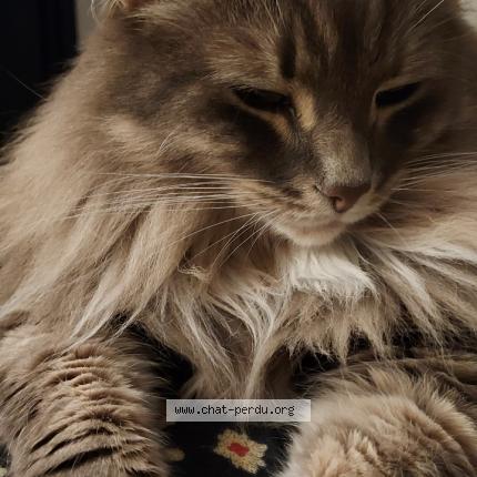 Photo 1/1 Pepito Chat lost in Carroz