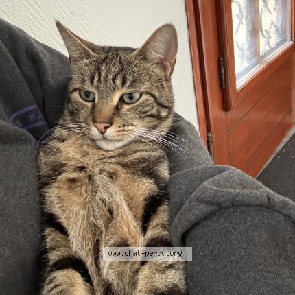 Photo 1/1 Pop Chat lost in Goussainville