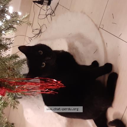 Photo 1/1 Koumba Chat lost in Peltre