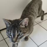 Picture of cat found at Petit Quevilly