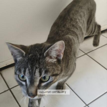 Photo 1/1 Found cat Found in Petit quevilly