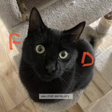 Photo 1/1 ODIN Chat lost in Ensisheim