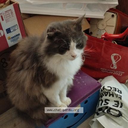 Photo 1/1 Pacha Chat lost in Sollies pont