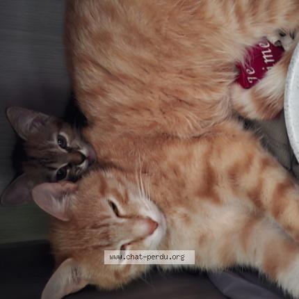 Photo 1/1 Vodka Chat lost in Regny