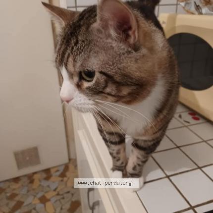 Photo 1/1 Titi Chat lost in Albi