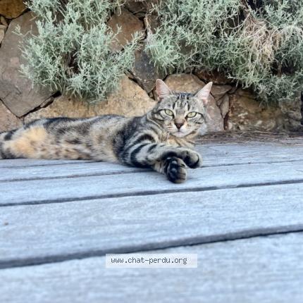 Photo 1/1 Zazou Chat lost in Vallauris