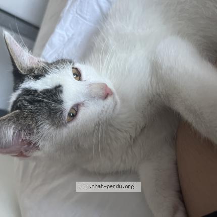 Photo 1/1 Found cat Found in La chapelle bouexic