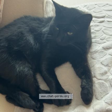 Photo 1/1 cha cha Chat lost in Montpellier