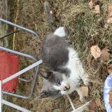 Picture of cat found at Saint Mathurin Sur Loire