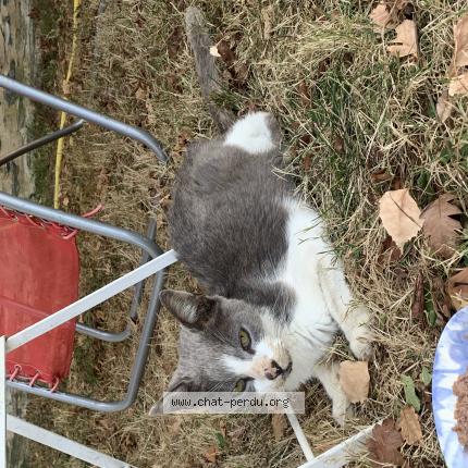 Photo 1/1 Found cat Found in Saint mathurin sur loire
