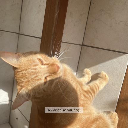 Photo 1/1 Abbsi Chat lost in Toulouse