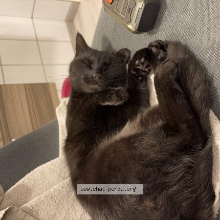 Photo 1/1 T&eacute;s Chat lost in Le suze sur sarthe