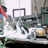 Picture of cat lost at Issy Les Moulineaux