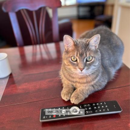 Photo 1/1 Minou Chat lost in Rimouski