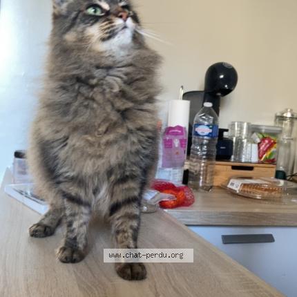 Photo 1/1 Galia Chat lost in Vaucourtois