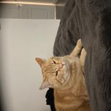 Picture of cat lost at Saint Genies