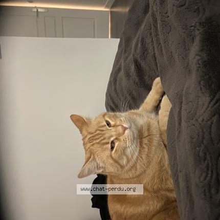 Photo 1/1 Roudoudou Chat lost in Saint genies