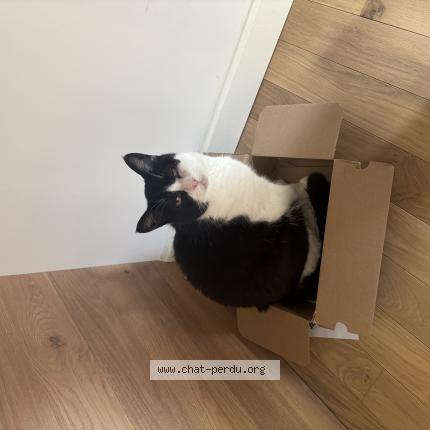 Photo 1/1 Milka Chat lost in Nancy