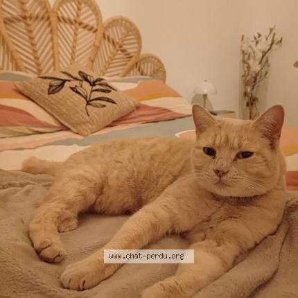 Photo 1/1 Pastelle Chat lost in Ollioules