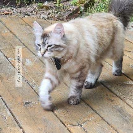 Photo 1/1 Chouchoune Chat lost in Prevost