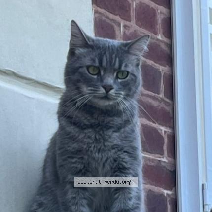 Photo 1/1 Twist Chat lost in Bessancourt