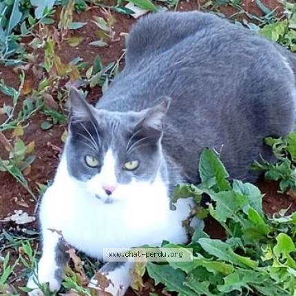 Photo 1/2 Isis Chat lost in Foissac