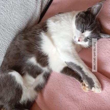 Photo 2/2 Isis Chat lost in Foissac