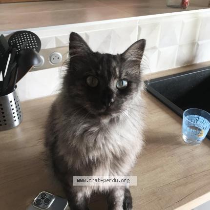 Photo 1/1 Scratchy Chat lost in Mouguerre