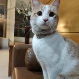 Picture of cat found at San Miguel