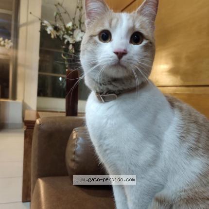 Photo 1/1 Found cat Found in San miguel