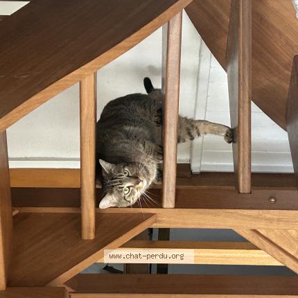 Photo 1/1 Milo Chat lost in Anglesqueville l esneval