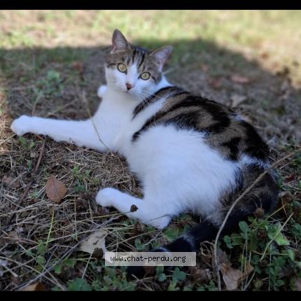 Photo 1/1 Bilou Chat lost in La foret fouesnant