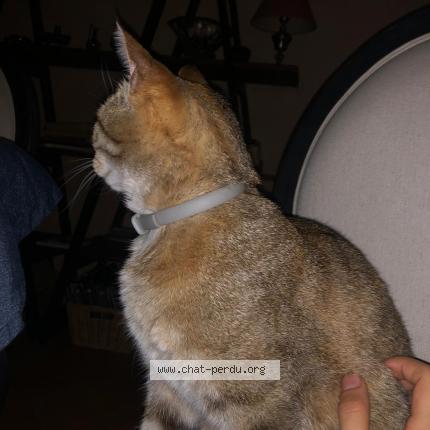 Photo 1/1 Claudie gerard-boucher Chat lost in Pont sur yonne